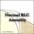 normal biceps labral complex anatomy