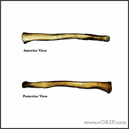 Clavicle bone anatomy A/P