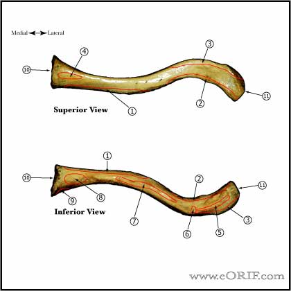 Clavicle bone anatomy
