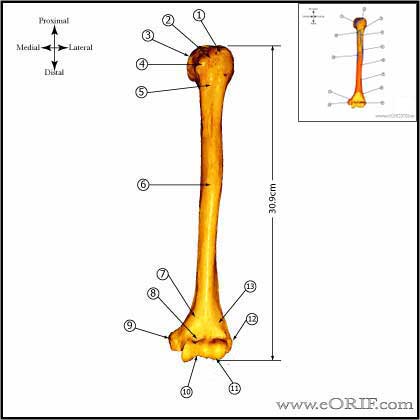 humeral shaft anatomy