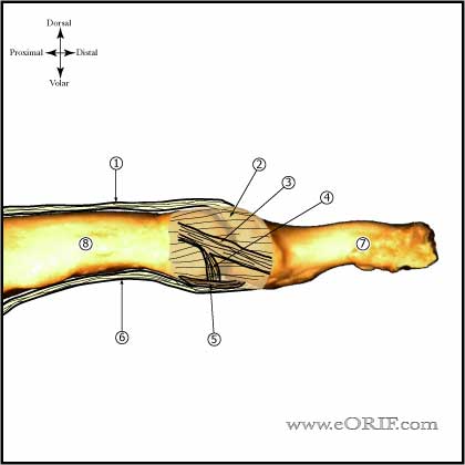 DIP joint anatomy