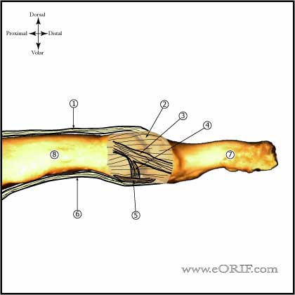 DIP joint anatomy DIP joint anatomy