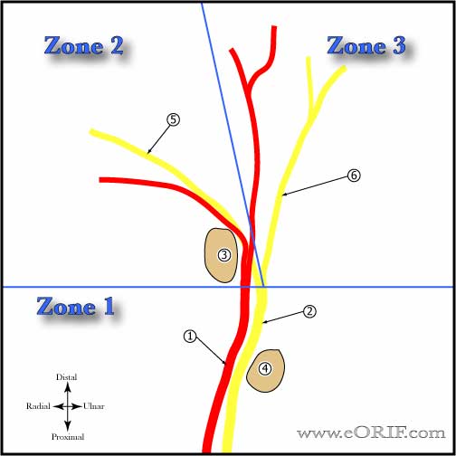 Anatomy of Ulnar Nerve in Guyon's Canal Anatomy of Ulnar Nerve in Guyon's Canal