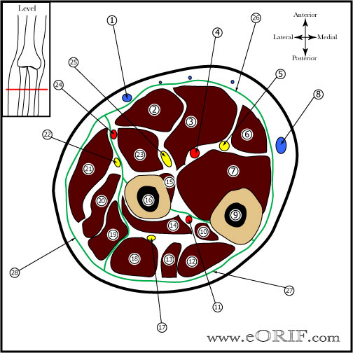 Forearm Cross Sectional Anatomy forearm cross section picture
