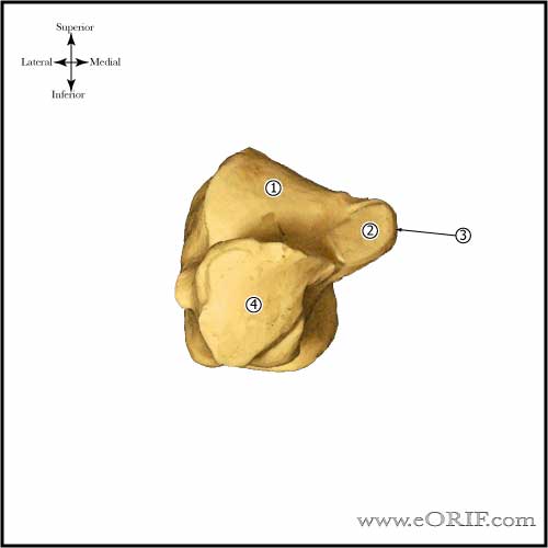 Calcaneous Anterior View Calcaneous Anterior View