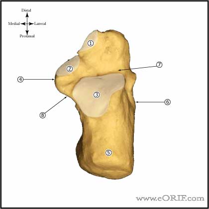 calcaneous superior calcaneous superior