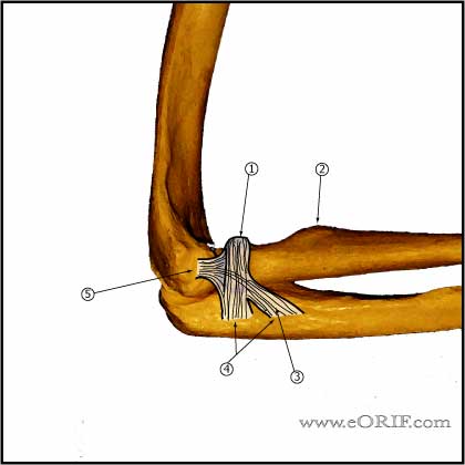 elbow bones lateral view