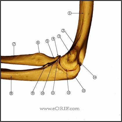 elbow bony anatomy elbow bony anatomy