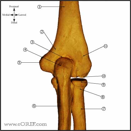 elbow osteology picture elbow bony anatomy picture