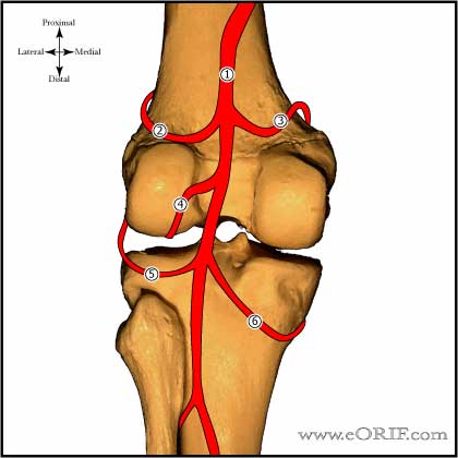 Popliteal Artery popliteal artery