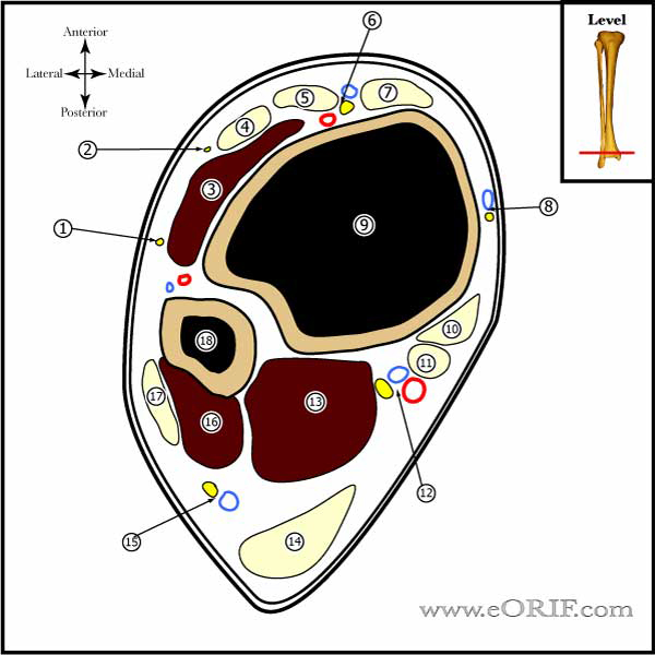 distal tibia cross sectional anatomy