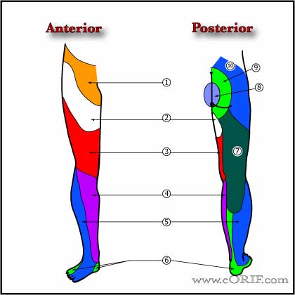 LE Cutaneous Innervation Lower extremity Cutaneous Innervation
