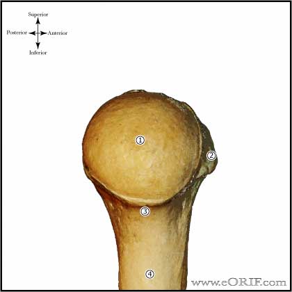 proximal humerus medial picture 