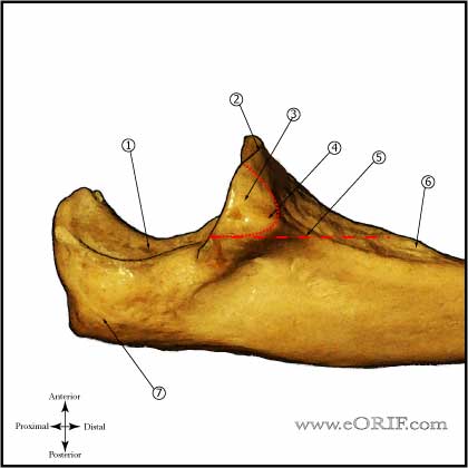 proximal ulna anatomy proximal ulna anatomy