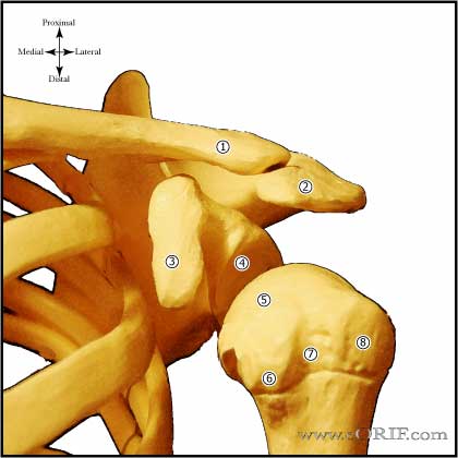 Shoulder bone anatomy
