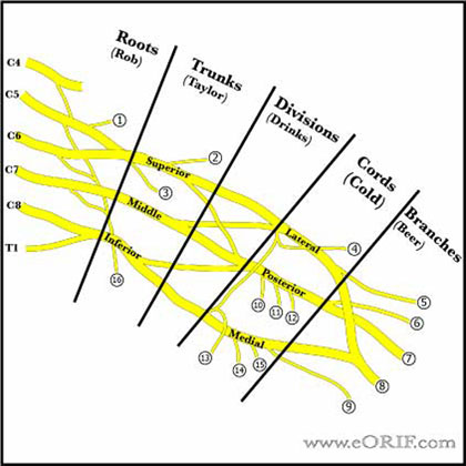 Brachial plexus Brachial plexus image