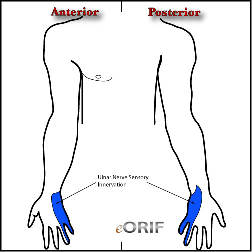 ulnar nerve sensory innervation ulnar nerve sensory innervation