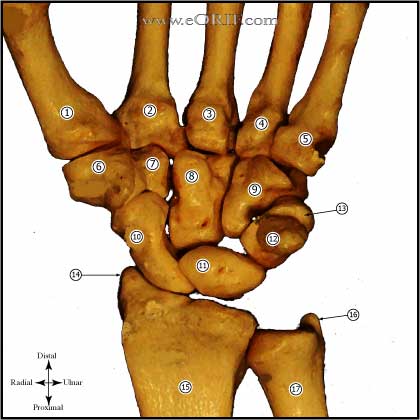 palmar wrist anatomy palmar wrist anatomy