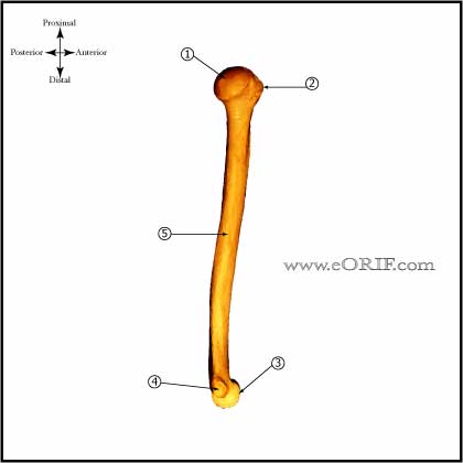 Humerus - Medial View