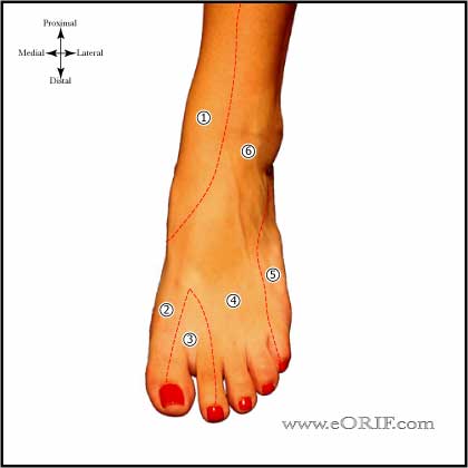 dorsal foot sensation