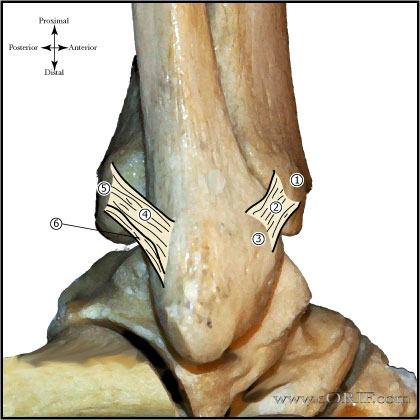 syndesmosis-lateral syndesmosis-lateral