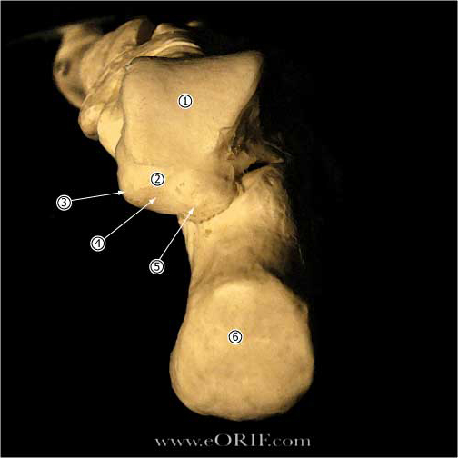 Talus anatomy posterior view image