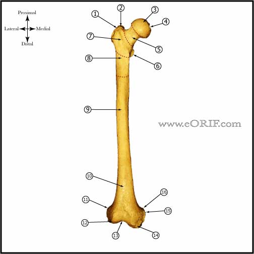 Femur bone anatomy anterior