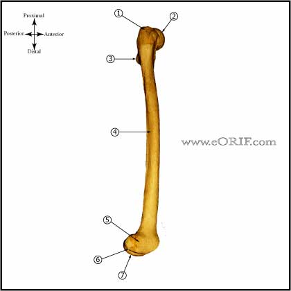 Femur bone anatomy lateral