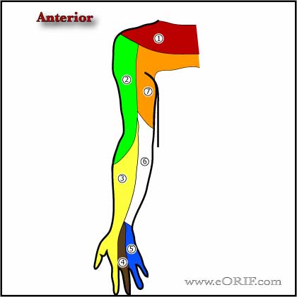 Upper Extremity innervation