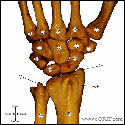 Carpal bones anatomy image