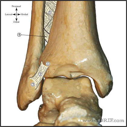 Ankle syndesmosis image